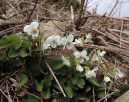 Native plants of Mid Dome