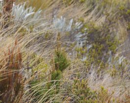 Native plants of Mid Dome