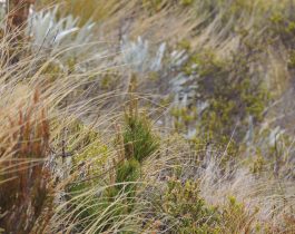 Native plants of Mid Dome