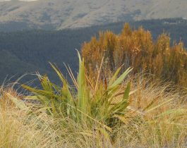 Native plants of Mid Dome