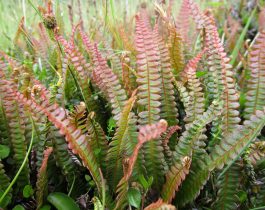 Native plants of Mid Dome