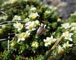 Native plants of Mid Dome