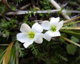 Native plants of Mid Dome