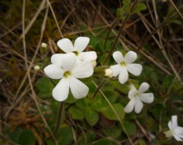 Native plants of Mid Dome