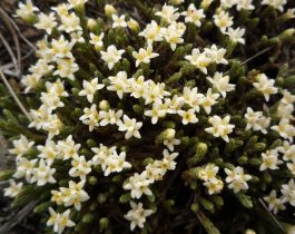 Native plants of Mid Dome