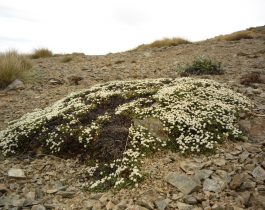 Native plants of Mid Dome