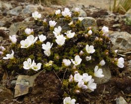 Native plants of Mid Dome