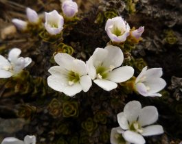 Native plants of Mid Dome