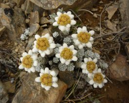 Native plants of Mid Dome