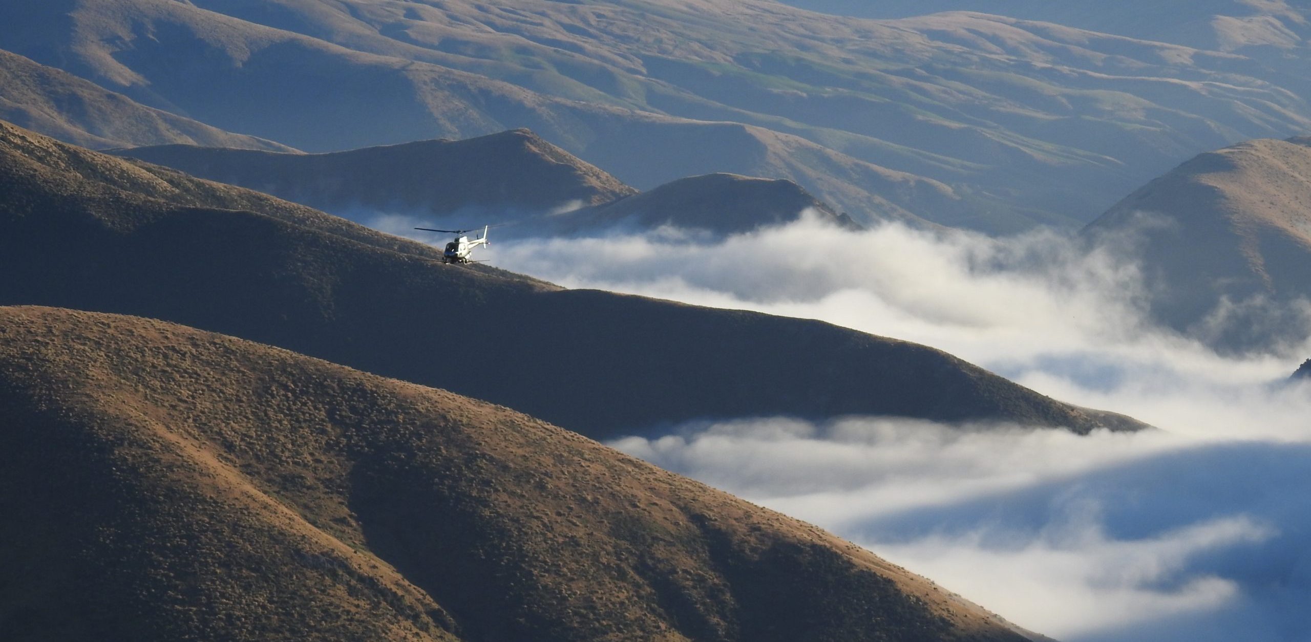 What we do Mid Dome Wilding Trees